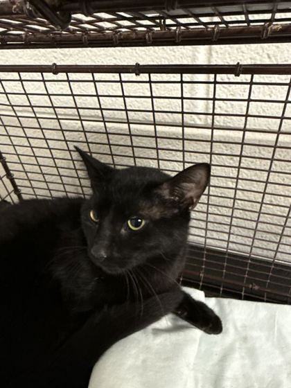 Shelter Stray Unknown Cat last seen Block of Yaunt Rd, City of Knoxville GP, TN, 3201 Division St, Knoxville, TN 37919, USA