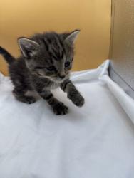 Shelter Stray Female Cat last seen Block of Clearwater Rdg, Knox County GP, TN, 3201 Division St, Knoxville, TN 37919, USA