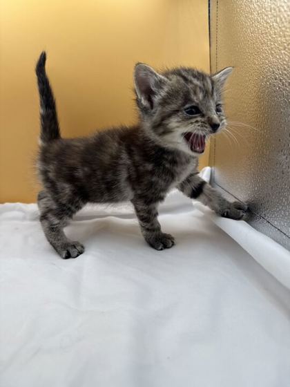 Shelter Stray Female Cat last seen Block of Clearwater Rdg, Knox County GP, TN, 3201 Division St, Knoxville, TN 37919, USA