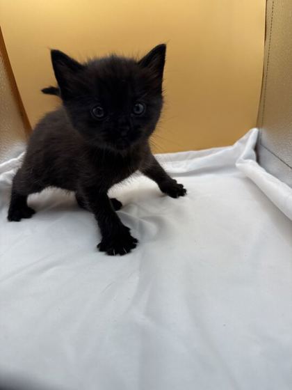 Shelter Stray Female Cat last seen Block of Clearwater Rdg, Knox County GP, TN, 3201 Division St, Knoxville, TN 37919, USA