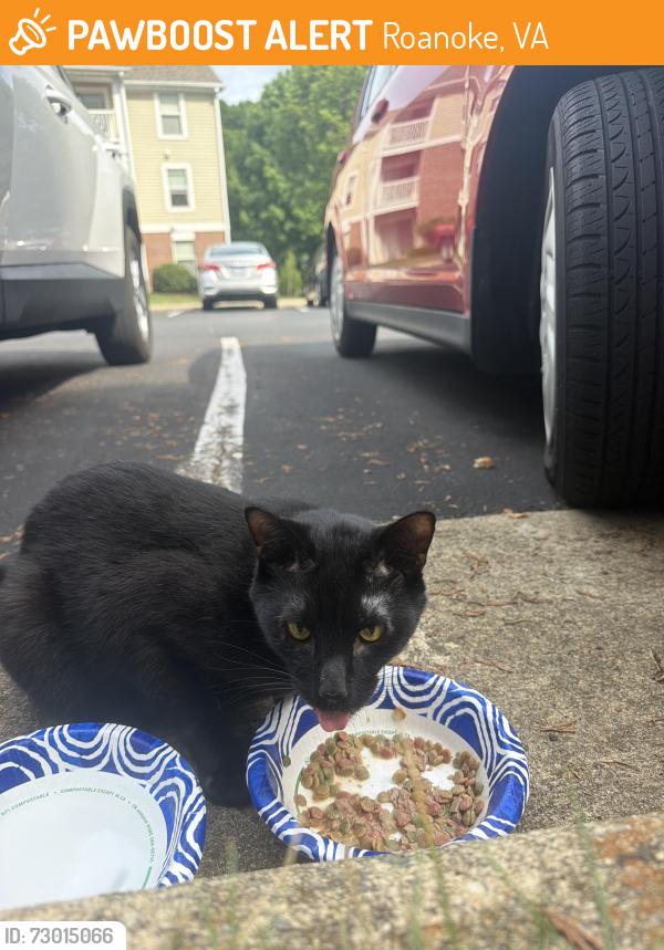 Found/Stray Unknown Cat last seen Ogden Rd, Roanoke, VA 24018