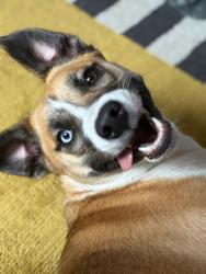 Lost Female Dog last seen Queen’s Park tube station, Greater London, England 