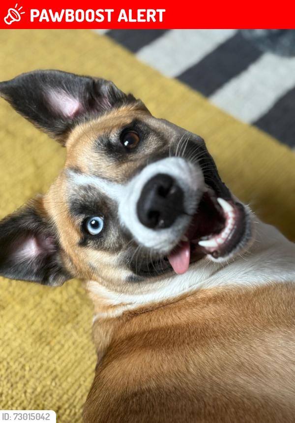 Lost Female Dog last seen Queen’s Park tube station, Greater London, England 