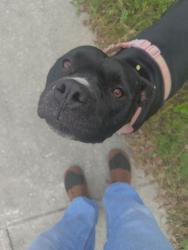 Found/Stray Female Dog last seen Autumn Sun and Autumn Dusk, San Antonio, TX 78254