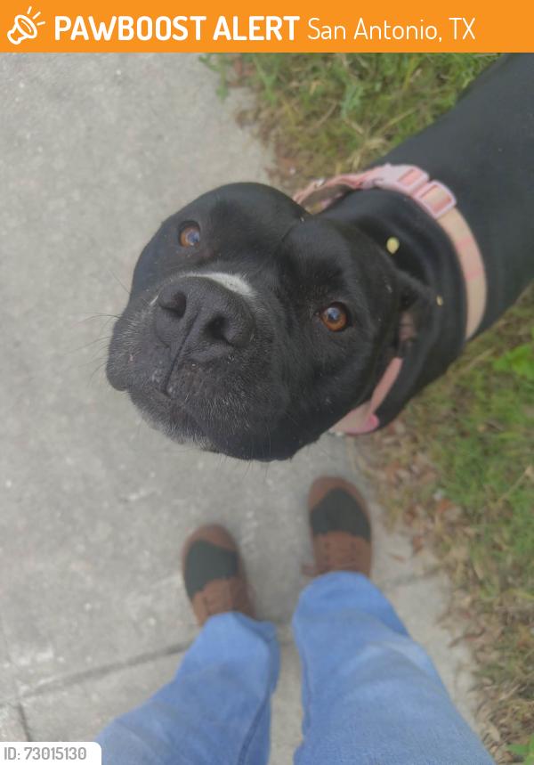 Found/Stray Female Dog last seen Autumn Sun and Autumn Dusk, San Antonio, TX 78254
