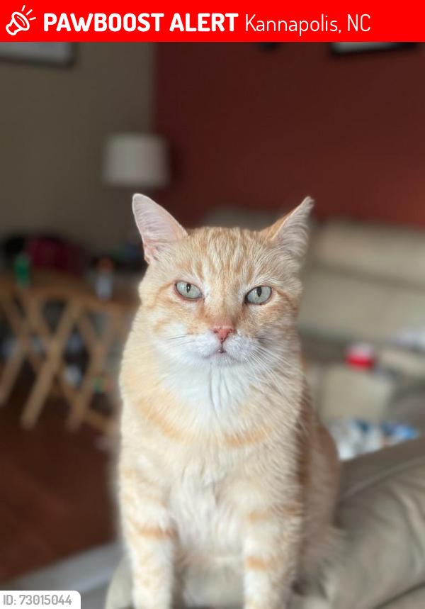 Lost Male Cat last seen Heather Glen Rd Kannapolis NC, Kannapolis, NC 28081