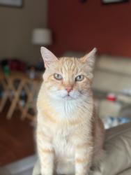 Lost Male Cat last seen Heather Glen Rd Kannapolis NC, Kannapolis, NC 28081