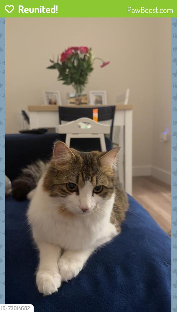Reunited Male Cat last seen Eveas Road, Tonge Road, Kent, England ME10 3FS