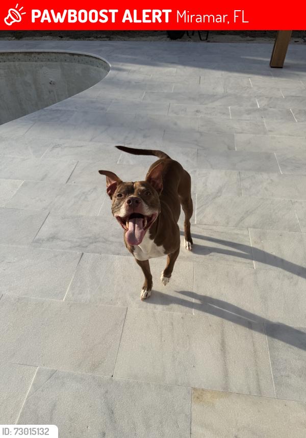 Lost Male Dog last seen Last seen near 24thst and 62nd ave, Miramar, FL 33023