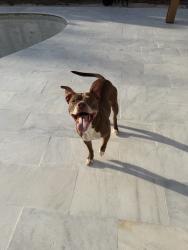 Lost Male Dog last seen Last seen near 24thst and 62nd ave, Miramar, FL 33023