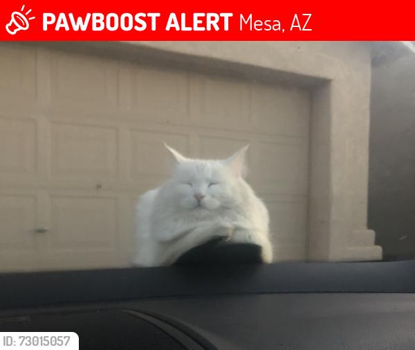 Lost Female Cat last seen University and Greenfield , Mesa, AZ 85201