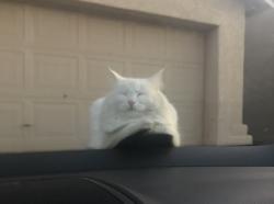 Lost Female Cat last seen University and Greenfield , Mesa, AZ 85201