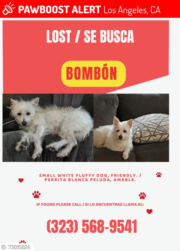 Lost Female Dog last seen Near East 74th Street, Los Angeles, CA, Los Angeles, CA 90001