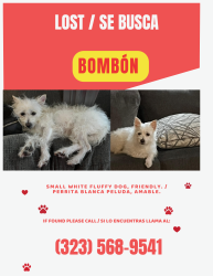 Lost Female Dog last seen Near East 74th Street, Los Angeles, CA, Los Angeles, CA 90001