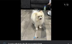 Lost Male Dog last seen Encanto , San Diego, CA 92114
