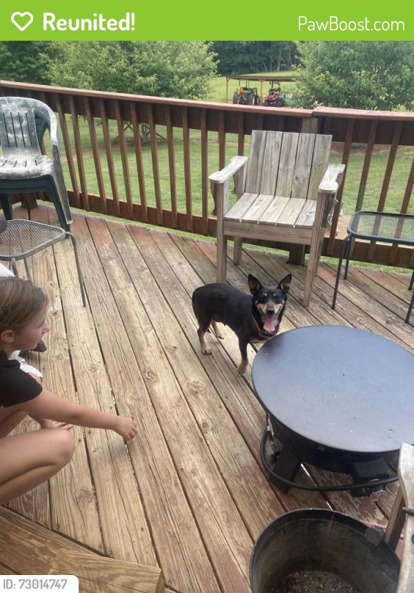 Reunited Female Dog last seen  Volunteer rd. , Pinnacle, NC 27043