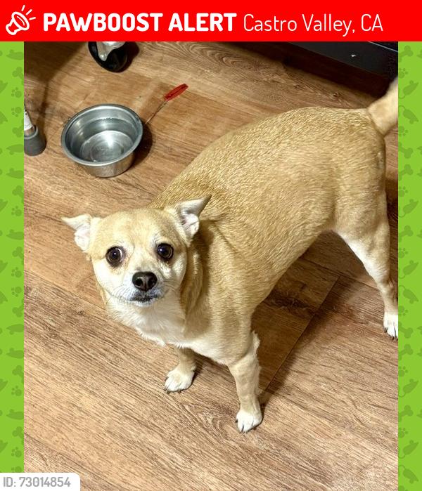 Lost Male Dog last seen Kerr/Nunes & CV Blvd, Castro Valley, CA 94546