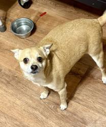 Lost Male Dog last seen Kerr/Nunes & CV Blvd, Castro Valley, CA 94546