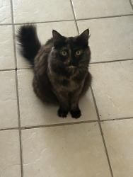 Reunited Female Cat last seen Broadmoor St , Livermore, CA 94551