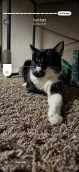 Lost Male Cat last seen Fair street, Chico, CA 95928