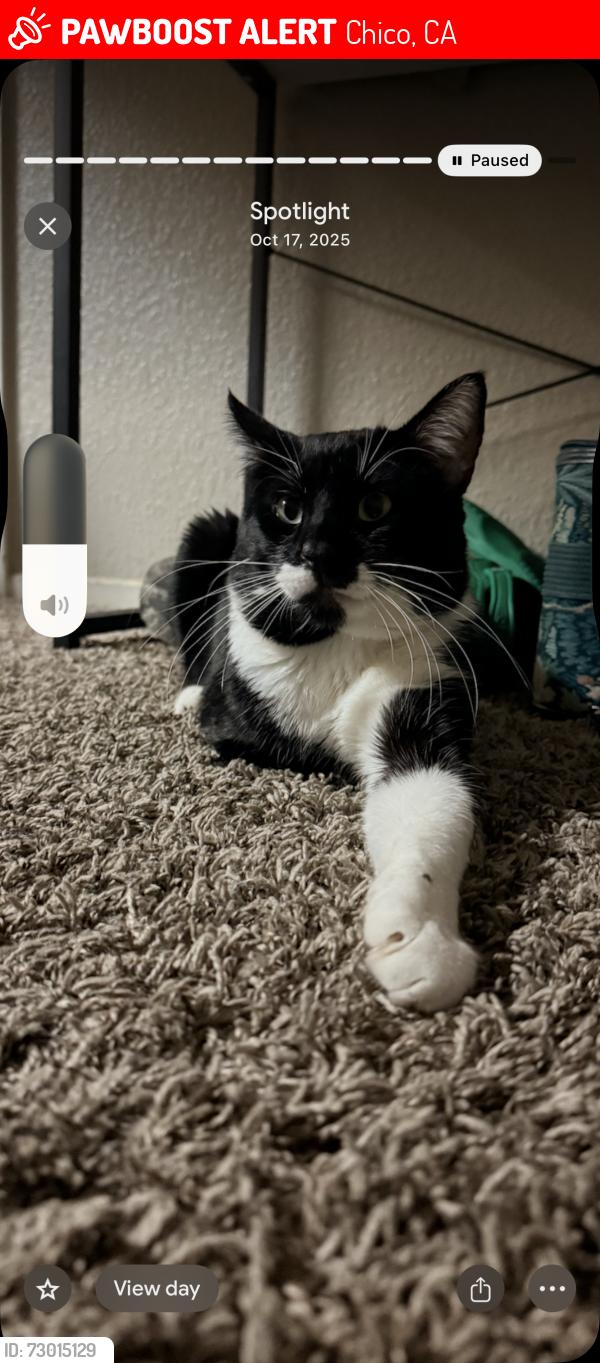 Lost Male Cat last seen Fair street, Chico, CA 95928