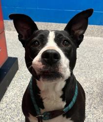 Shelter Stray Female Dog last seen CO, 580 McIntyre St, Golden, CO 80401, USA