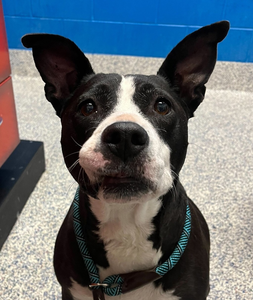 Shelter Stray Female Dog last seen CO, 580 McIntyre St, Golden, CO 80401, USA