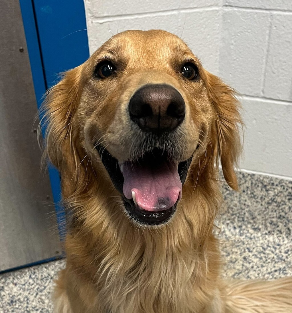 Shelter Stray Female Dog last seen CO, 580 McIntyre St, Golden, CO 80401, USA