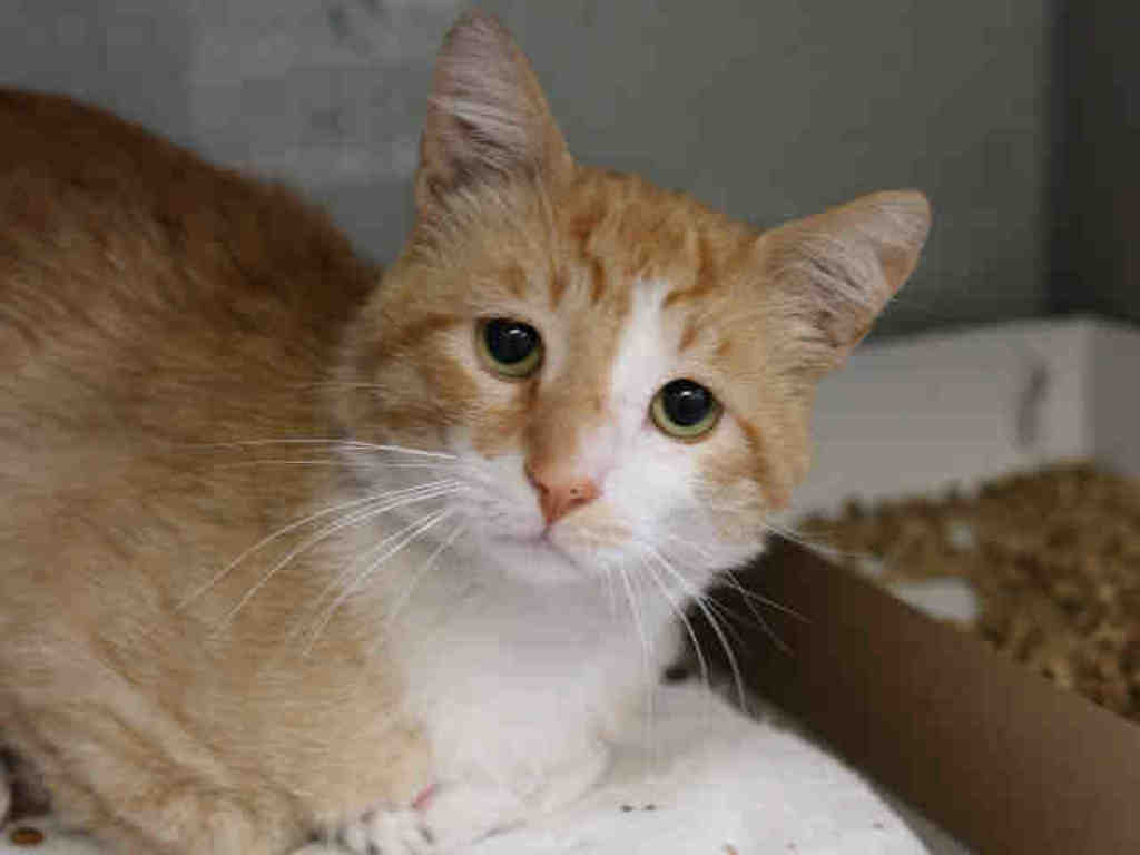 Shelter Stray Male Cat last seen Near E Hemmingway Drive, MURRAY CITY, UT, 84121, 511 W 3900 S, Salt Lake City, UT 84123, USA