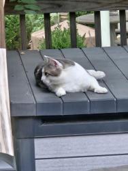 Found/Stray Unknown Cat last seen Knox rd anb Ravenwood, Keller, TX 76262