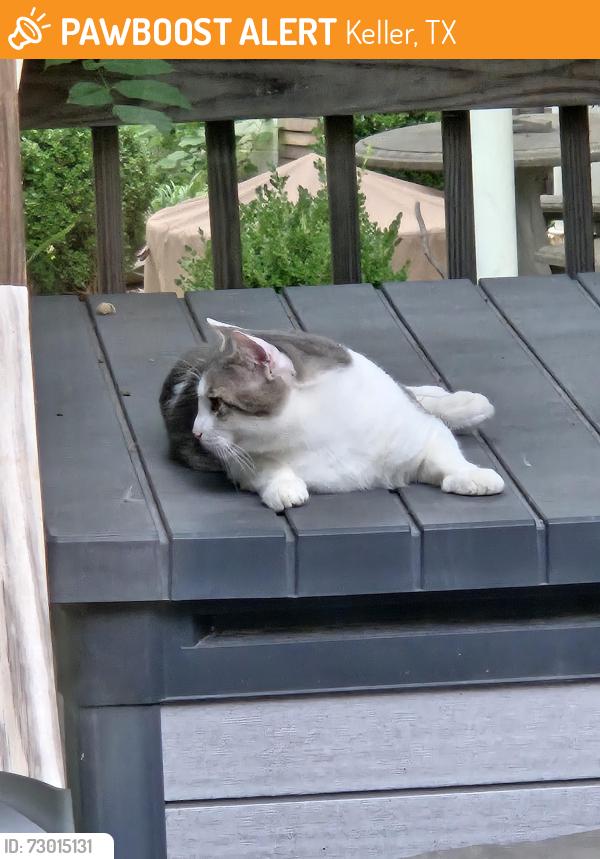 Found/Stray Unknown Cat last seen Knox rd anb Ravenwood, Keller, TX 76262