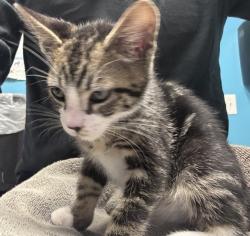 Shelter Stray Male Cat last seen E Lincoln Avenue, Escondido, CA, 92026, Escondido, CA 92027, USA