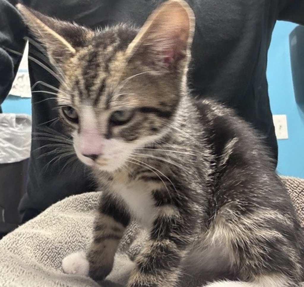 Shelter Stray Male Cat last seen E Lincoln Avenue, Escondido, CA, 92026, Escondido, CA 92027, USA