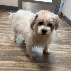 Shelter Stray Male Dog last seen Near Mission Gorge, San Diego, CA, 92120, 5500 Gaines St, San Diego, CA 92110, USA