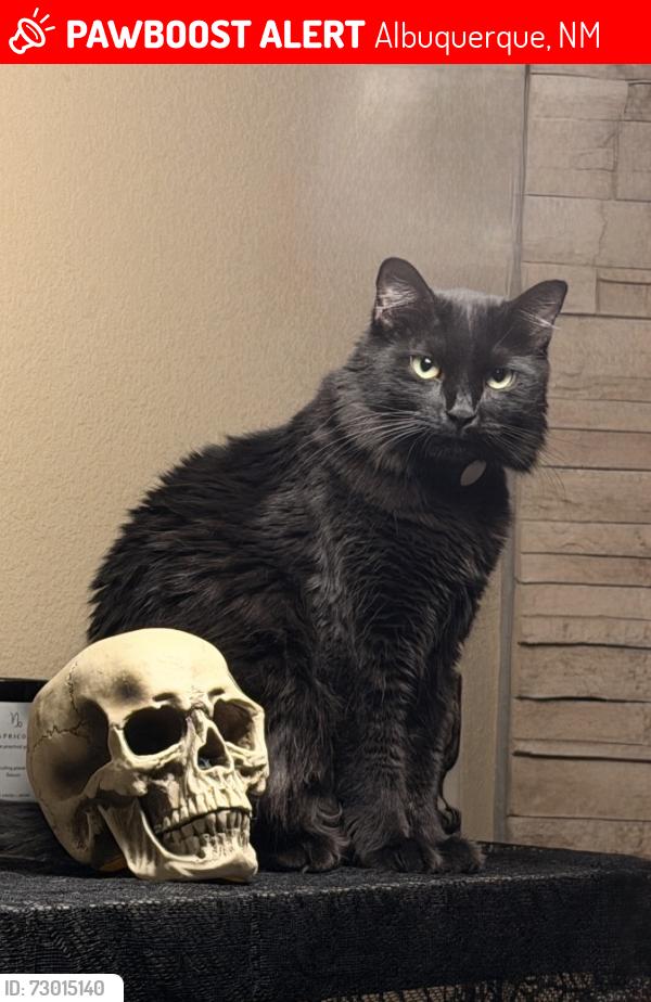 Lost Female Cat last seen Chicory and Kimmick, Albuquerque, NM 87120