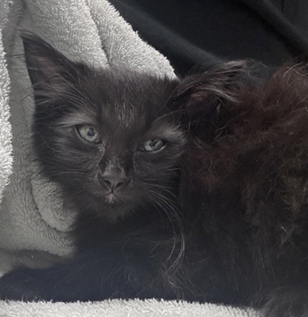 Shelter Stray Male Cat last seen Near E 3rd Avenue, Escondido, CA, 92025, Escondido, CA 92027, USA