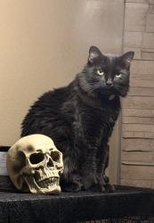 Lost Female Cat last seen Chicory and Kimmick, Albuquerque, NM 87120