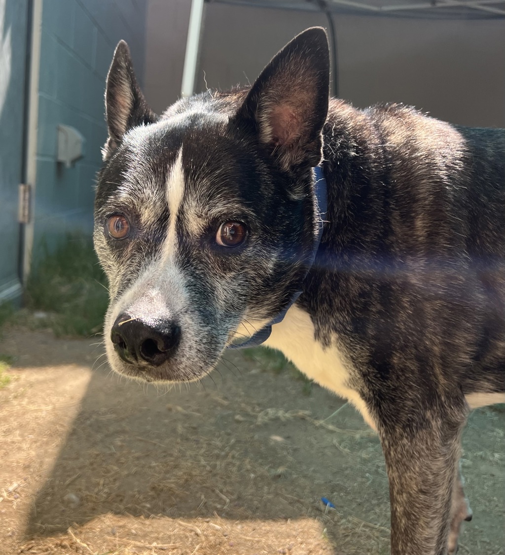 Shelter Stray Male Dog last seen Near E Main Street, El Cajon, CA, 92021, El Cajon, CA 92020, USA