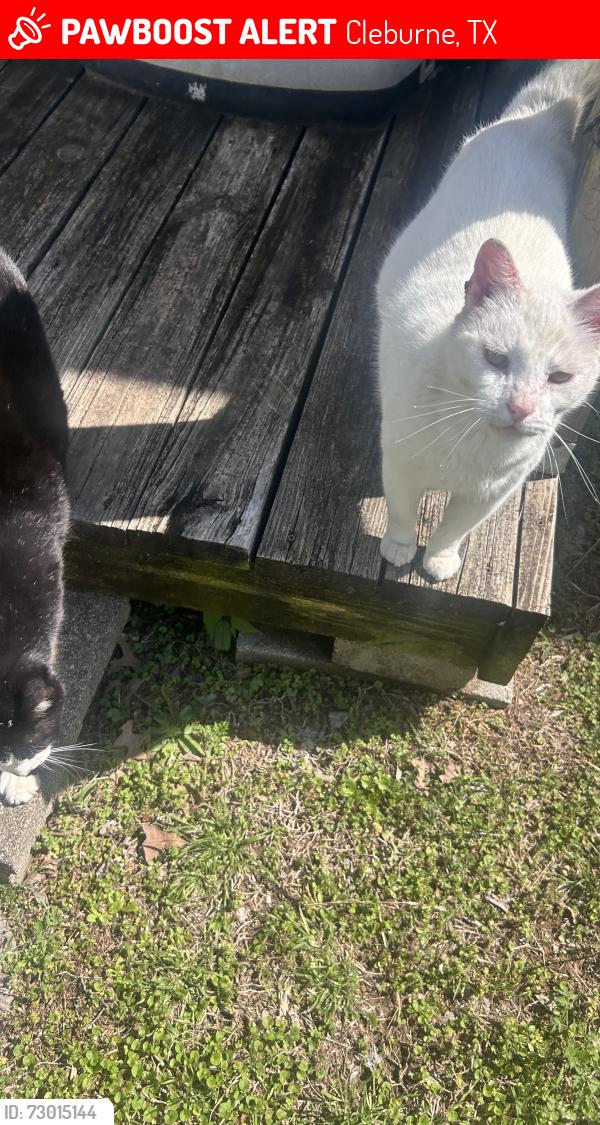 Lost Male Cat last seen Ford Dealership , Cleburne, TX 76031