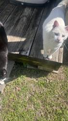 Lost Male Cat last seen Ford Dealership , Cleburne, TX 76031
