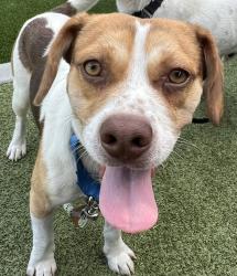 Shelter Stray Male Dog last seen El Cajon Boulevard, La Mesa, CA, 91942, El Cajon, CA 92020, USA