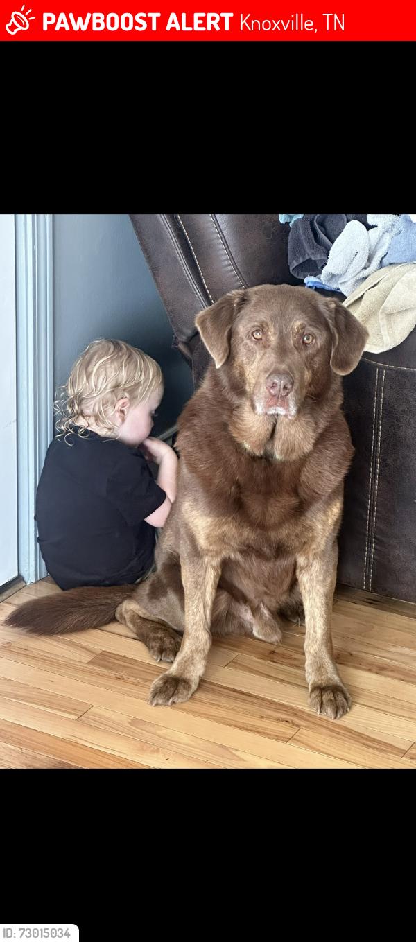 Lost Male Dog last seen Crosswind Landing Ln, Knoxville, TN 37924