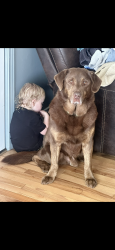 Lost Male Dog last seen Crosswind Landing Ln, Knoxville, TN 37924