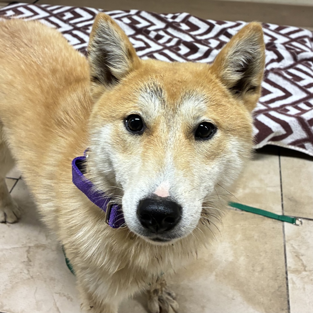 Shelter Stray Female Dog last seen Littlepage and Howard, CORBETT, OR, 97019, 1700 W Historic Columbia River Hwy, Troutdale, OR 97060, USA