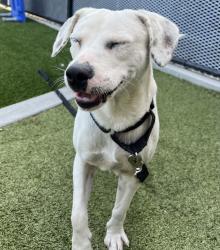 Shelter Stray Male Dog last seen El Cajon Boulevard, La Mesa, CA, 91942, El Cajon, CA 92020, USA