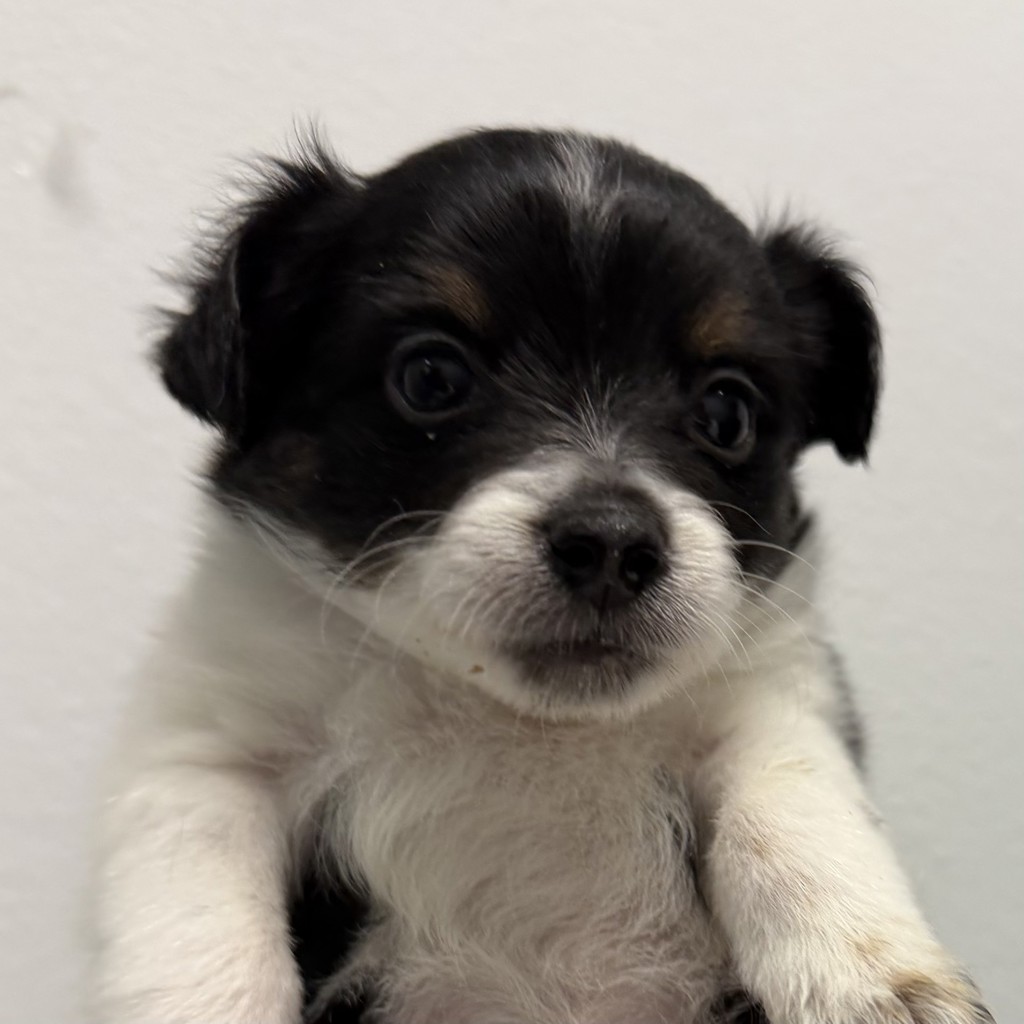 Shelter Stray Female Dog last seen on Bonsall ST, San Diego, CA, 92114, 5500 Gaines St, San Diego, CA 92110, USA