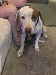 Reunited Female Dog last seen at backrooms kava bar, Deerfield Beach, FL 33441