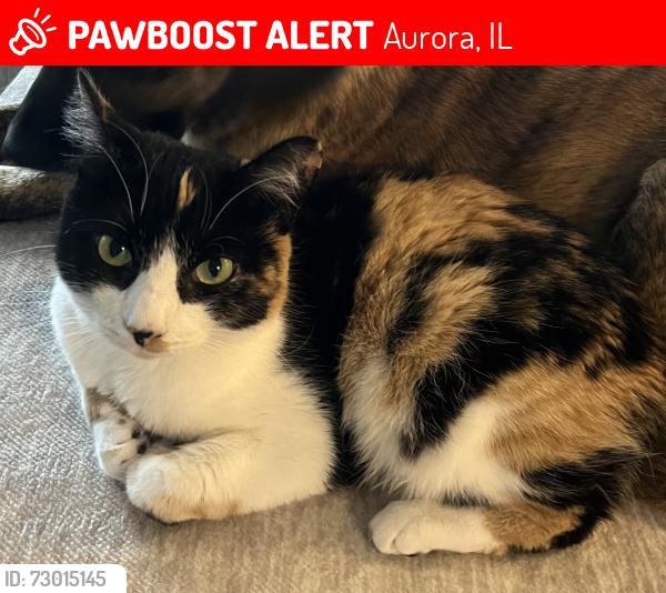Lost Female Cat last seen Kirk and Butterfield, Aurora, IL 60502