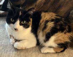 Lost Female Cat last seen Kirk and Butterfield, Aurora, IL 60502