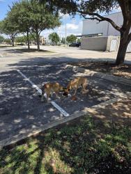 Found/Stray Female Dog last seen behind the firehouse subs, San Antonio, TX 78223